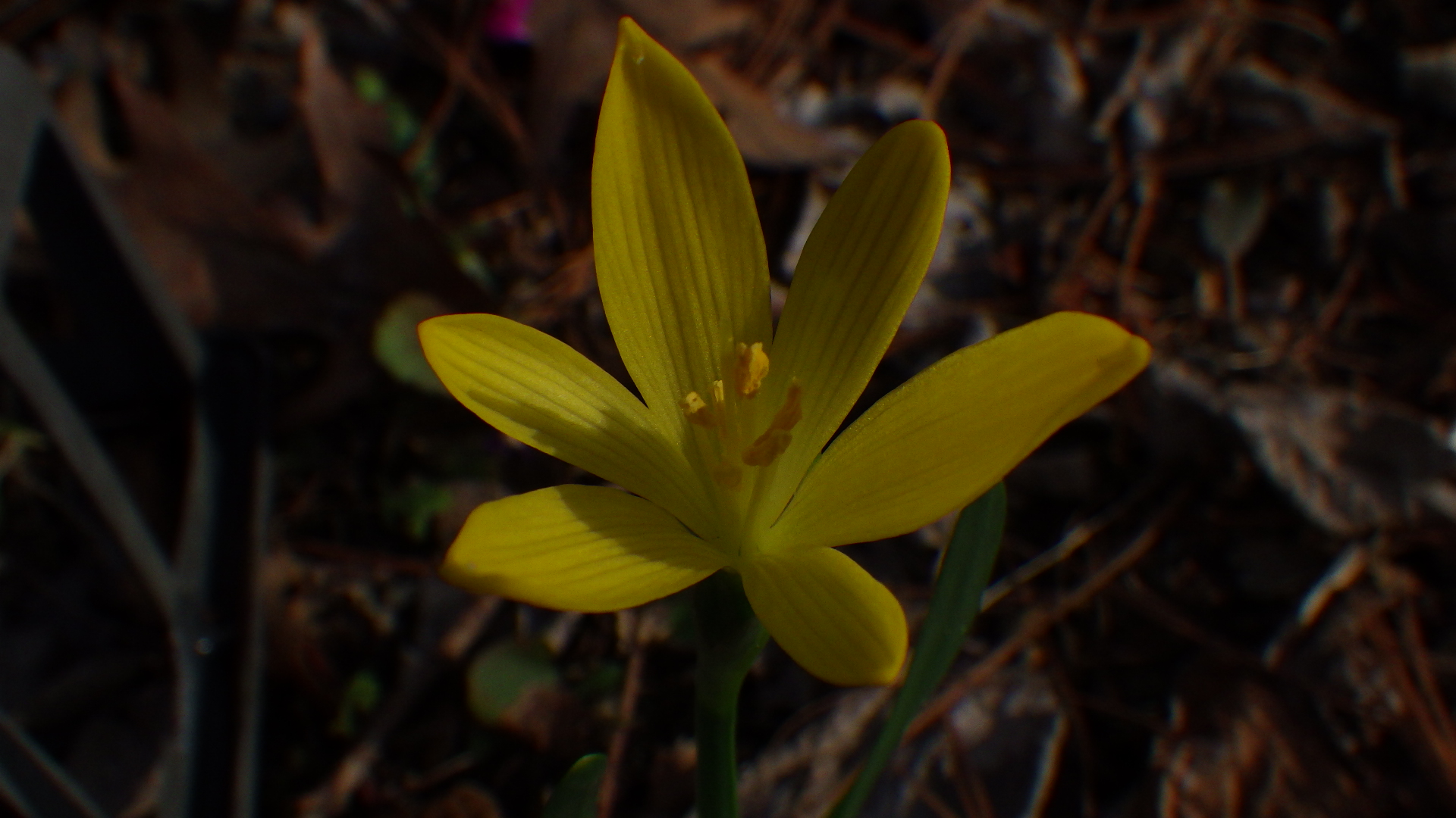 Sternbergia fischeriana flower